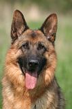 BERGER ALLEMAND 1382